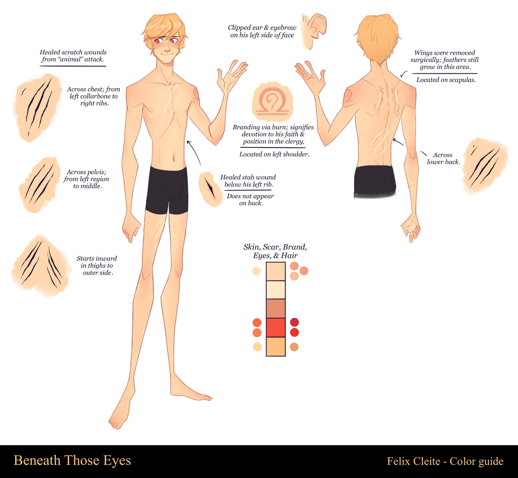 Color guide - Felix Cleite (anatomy)